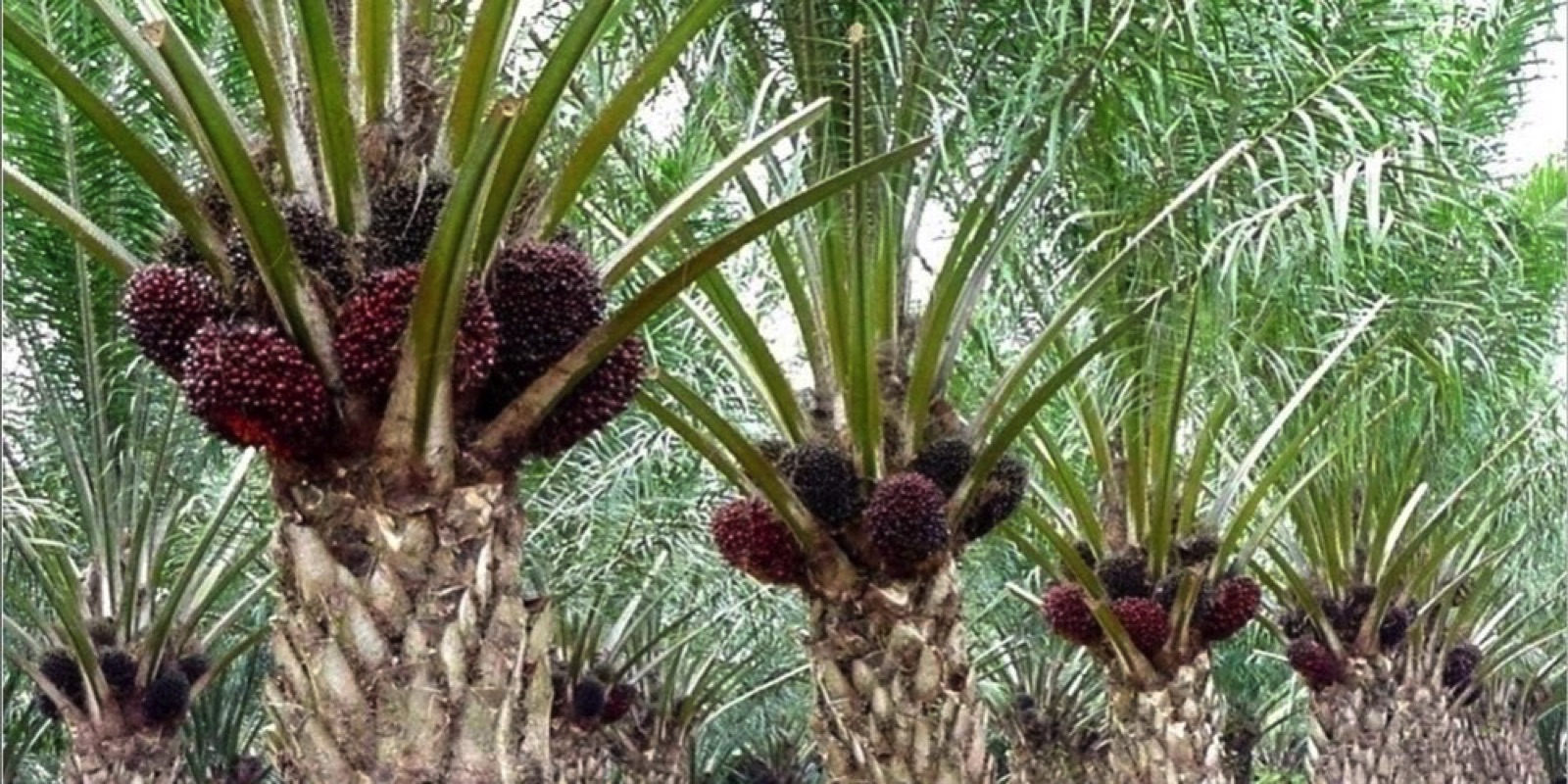 Kebun Kelapa Sawit