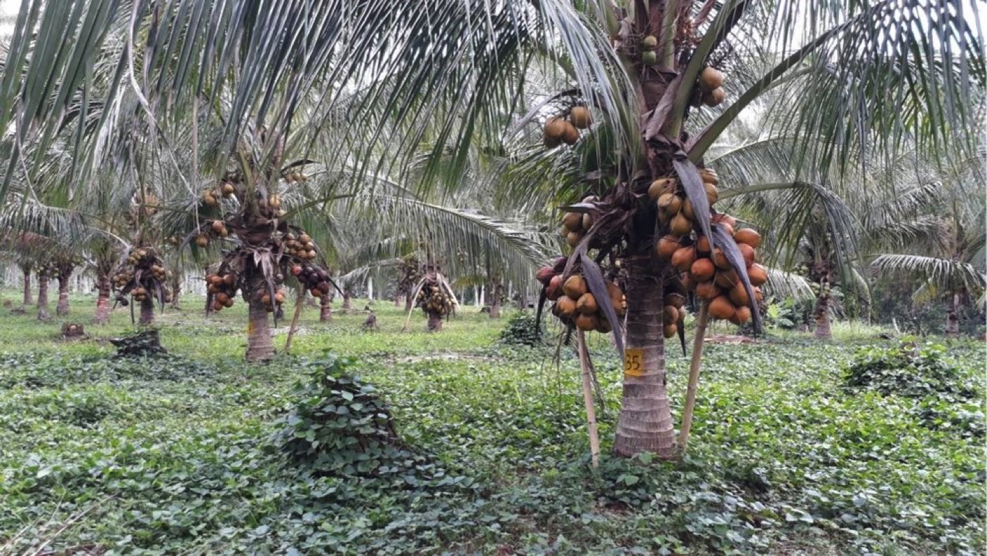 Perkebunan Kelapa Hibrida